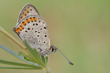 Lycaena tityrus