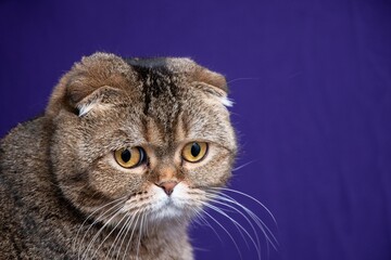 Portrait of a Golden chinchilla Scottish Fold cat