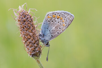  Lysandra bellargus
