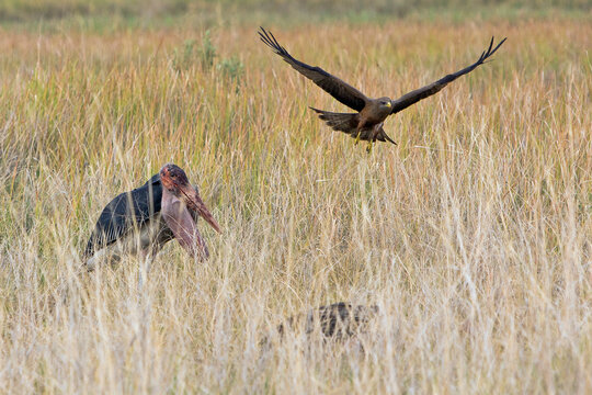 Marabu mit Bussard