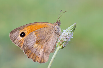Maniola jurtina