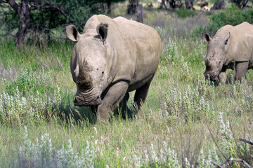 Nashorn Afrika Safari