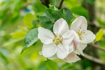 Spring Blossoms APPLE. Beautiful blooming apple trees in spring park close up. Flowering Apple tree, close-up