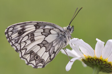 Melanargia galathea, farfalla bianco e nero su sfondo verde 