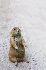 Black tailed prairie dog is sit down on sand