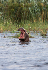 Fototapeta premium Flußpferd im Wasser