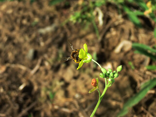 The contemptuous look of a bee at a person
