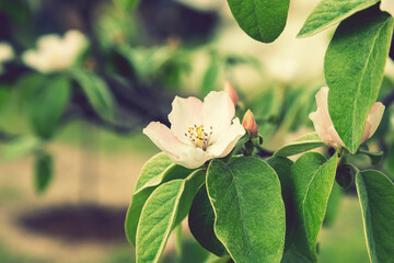 Spring Blossoms APPLE. Beautiful blooming apple trees in spring park close up. Flowering Apple tree, close-up. toned