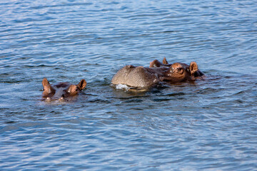 Flußpferd Famlie im Wasser bei Afrika Safari