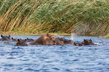 Flußpferd Herde im Wasser