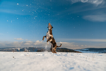 dog jumping in the snow