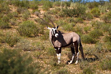 Oryx Antilope