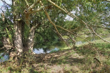 Verkrüppelter Weidenbaum