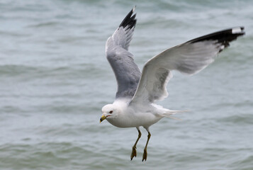 seagull in flight