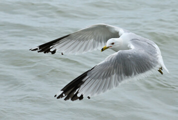 seagull in flight