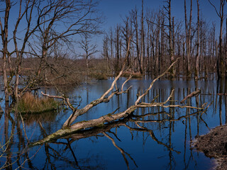 Ostfriesland Nordseeküste Wald