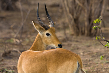 Riedbock - Afrika Safari