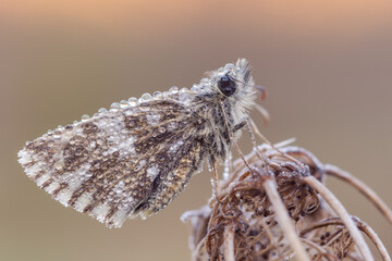 Pyrgus, piccola farfalla con molta rugiada all'alba 
