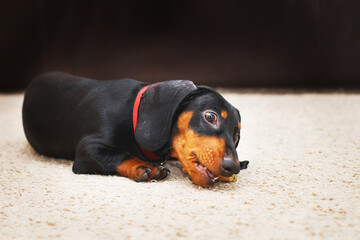 Portrait of cute dog dachshund with dried tasty treat snack in teeth. dog treats for brushing teeth.