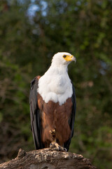 Adler Nahaufnahme