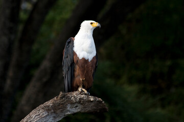 Seeadler auf Baumstamm