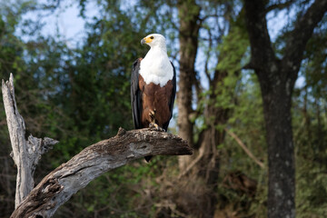 Adler in der Natur