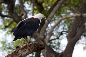 Seeadler in der Natur