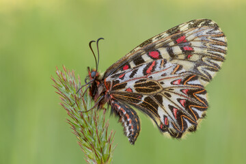 Fototapeta na wymiar Zerynthia polyxena, farfalla rara e protetta
