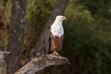 Adler auf Ast