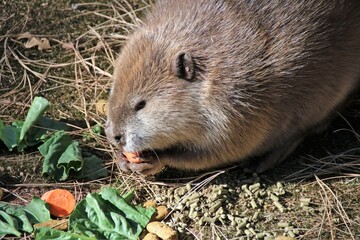 prairie dog eating