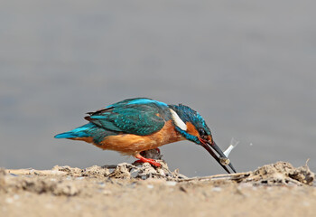 Common kingfisher with fish in beak on the ground.