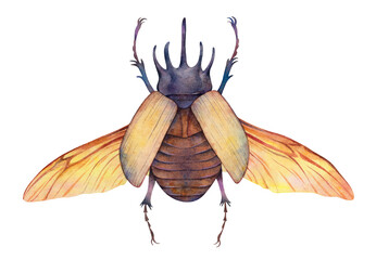 Watercolor five-horned rhinoceros beetle (Eupatorus gracilicornis). Hand painted insect illustration isolated on white background.