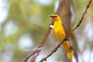 Male and female orioles keep food in their beaks near the nest.