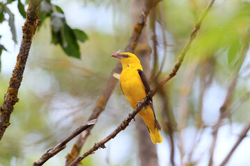 Male and female orioles keep food in their beaks near the nest.