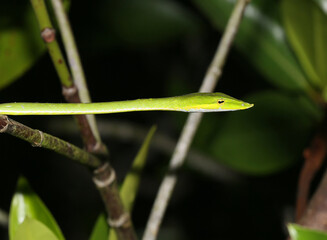 This photo of Pretty green snake was taken in Sri Lanka