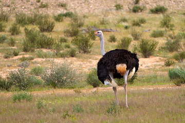 Strauss bei Afrika Safari