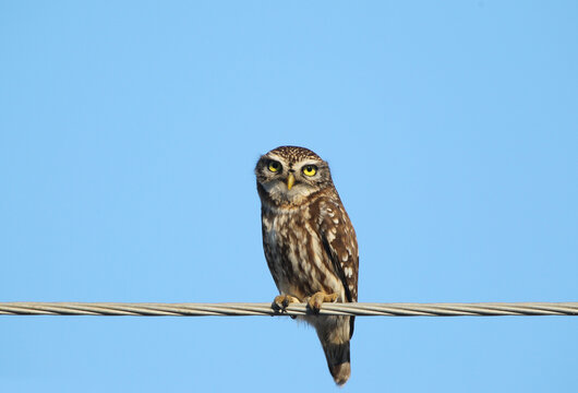 Adult little owl on electrical wires.