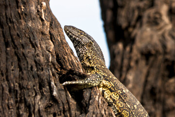 Waran Close Up
