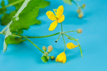 Celandine (chelidonium) flower and buds with green leaves on a blue background.