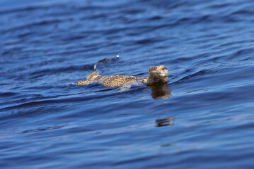 Waran schwimmend im Fluss