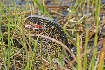 Waran Close Up im Wasser