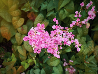 Close-up Bunch of Pink Flowers Against Green Leaves