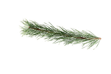 Green spruce branch isolated on white background. Close-up.