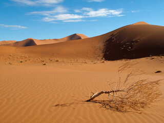 Sandd&uuml;ne mit vertrockneten Baum
