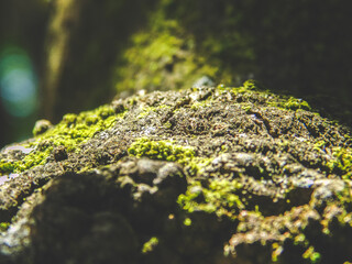 moss on a tree
