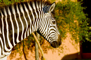 Zebra Close Up -  Afrika Safari