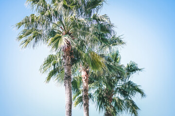 Coconut in sunny day