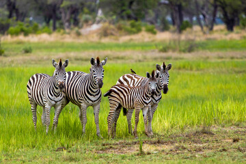 Fototapeta na wymiar Zebra Gruppe