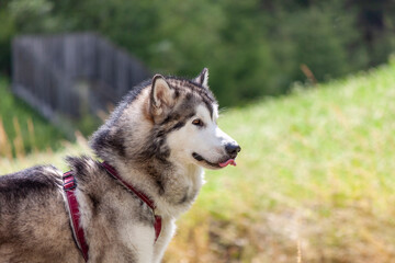 The Alaskan Malamute is a breed of dog that was originally bred for their strength and endurance to haul heavy freight as a sled dog and hound.