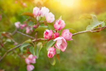 Obraz premium Pink apple tree flowers in the spring in the sunlight close-up.
